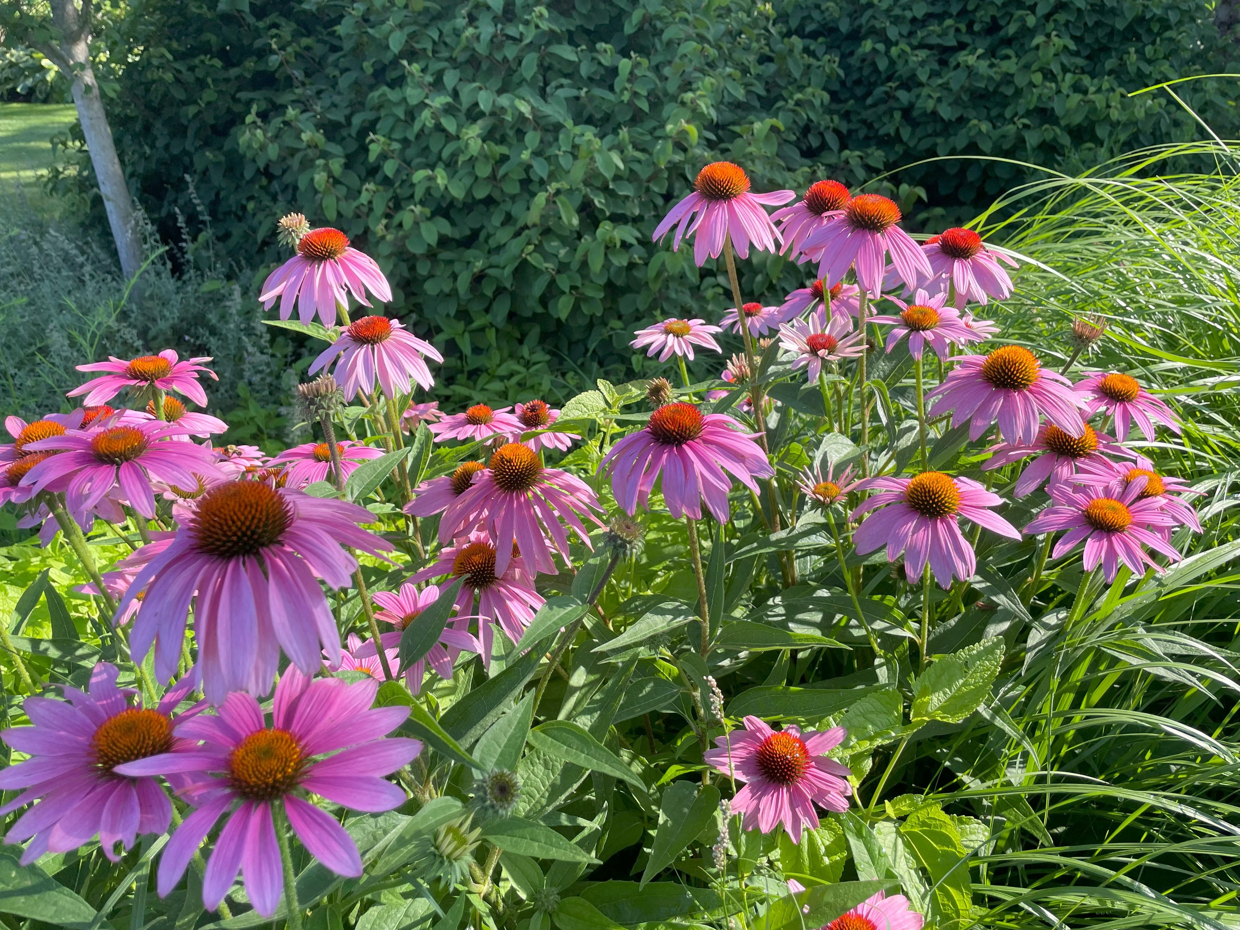 Echinacea_7.14.24_Caitlin Splawski.jpeg